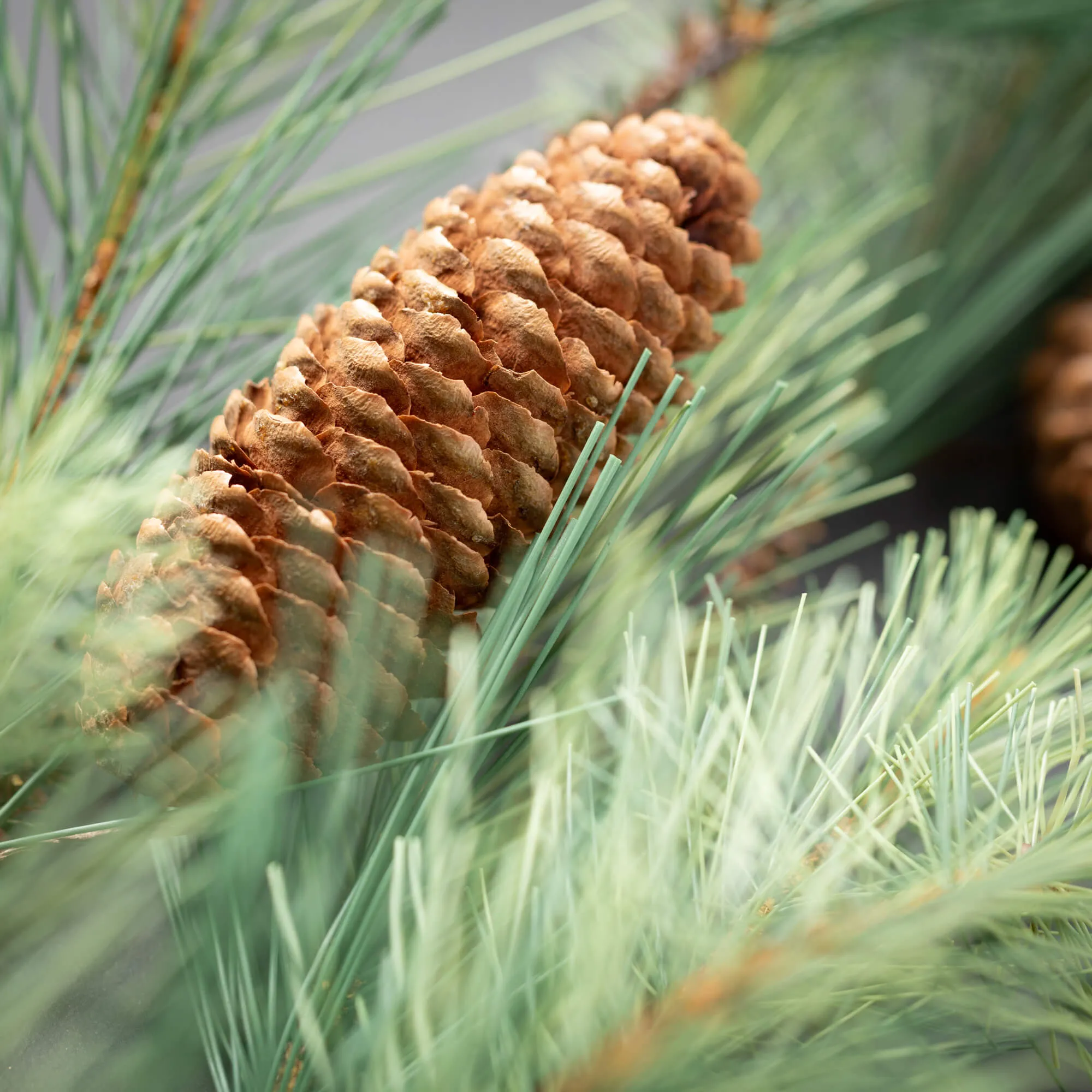 Black Hills Pine Swag